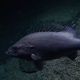 A grouper